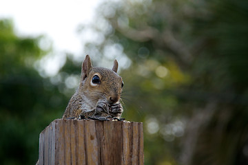Image showing eastern grey squirrel eating