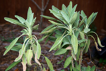 Image showing garden sage growing wild