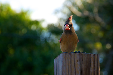 Image showing young female cardinal bird perched eating