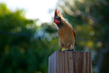 Image showing young female cardinal bird standing