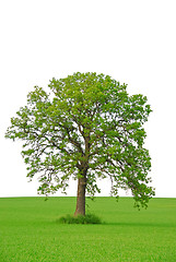 Image showing Tree