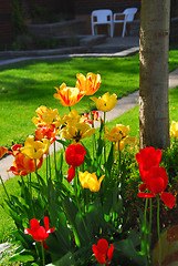 Image showing Tulips at a house