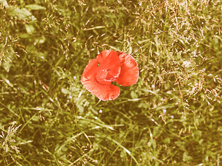 Image showing Retro looking Papaver flower