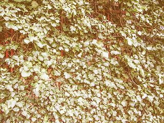 Image showing Retro looking Ivy leaves