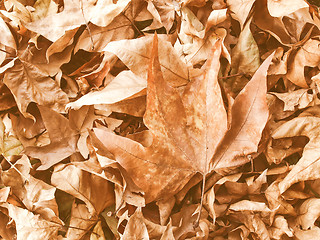 Image showing Retro looking Falling leaves