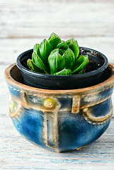 Image showing Succulent in a pot
