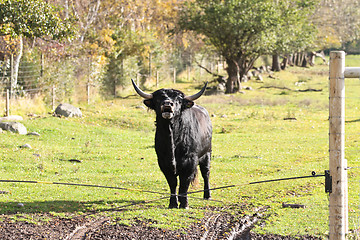 Image showing danish cows 