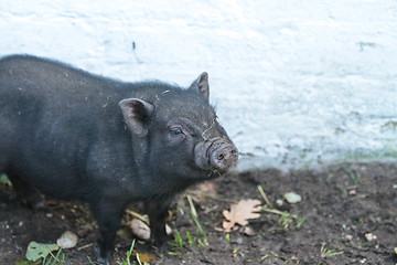 Image showing Pig