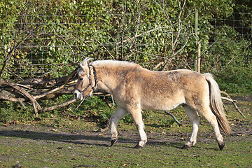 Image showing danish horses