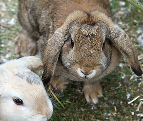 Image showing Rabbit