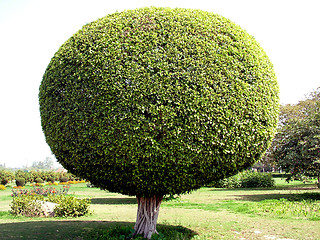 Image showing Round Tree