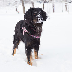 Image showing Dog playing outside in cold winter snow.