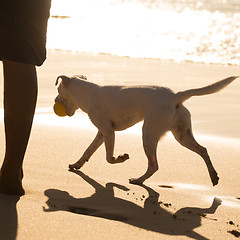 Image showing Dog carrying ball on beach in summer.