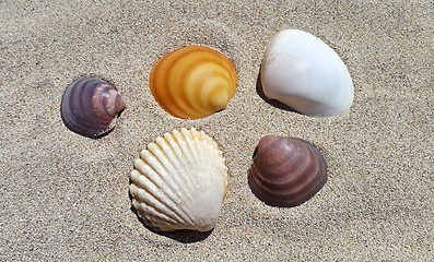 Image showing Sea shells on sand