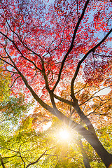 Image showing Colorful autunm treetops.