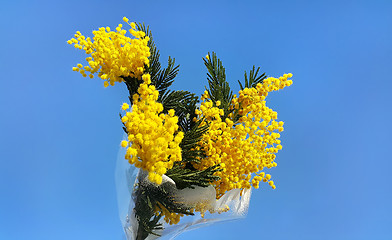 Image showing Branches of mimosa flower on bright blue background