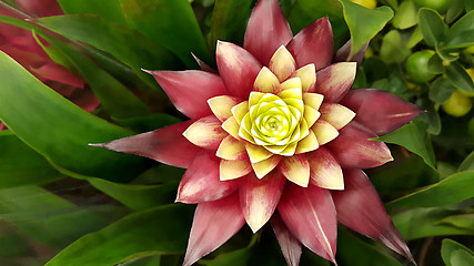 Image showing Beautiful Bromeliad flower