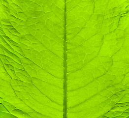 Image showing Green fresh leaf texture