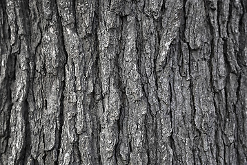 Image showing Texture of tree trunk