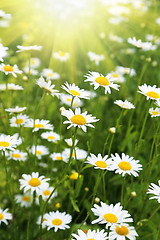 Image showing Beautiful wild daisies