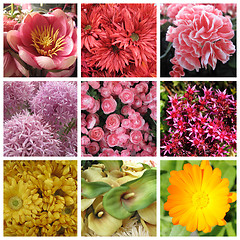 Image showing Nine images of flowers