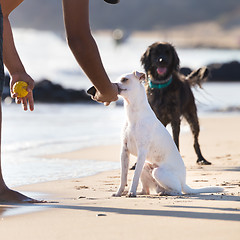 Image showing Dog carrying ball on beach in summer.