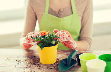 Image showing close up of woman hands planting roses in pot