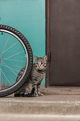 Image showing Gray striped cat is lonely