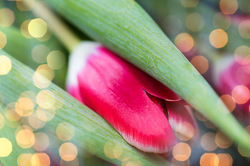 Image showing close up of tulip flowers