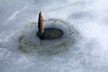 Image showing Spring fishing. Grayling fishing from melted ice hole