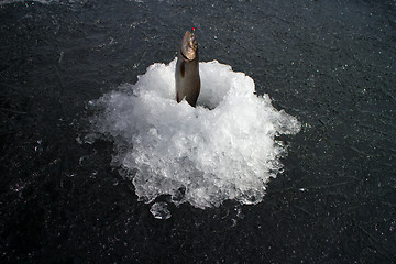 Image showing Spring fishing. Grayling fishing from melted ice hole