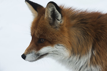 Image showing red fox