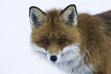Image showing fox head