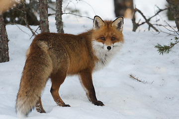 Image showing fox in snow