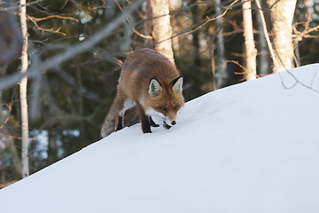 Image showing fox on the hill