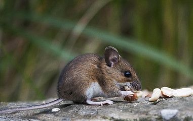 Image showing wood mouse
