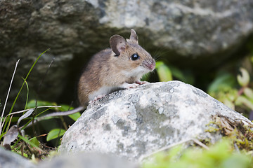 Image showing wood mouse