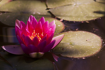 Image showing red water lily