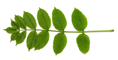 Image showing Spring sorbus leaves