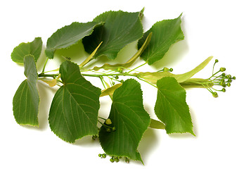 Image showing Tilia twig before blossom