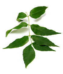Image showing Spring ash-tree leaves