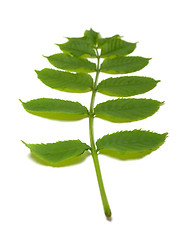 Image showing Green rowan leaves