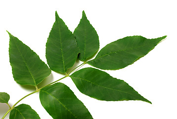 Image showing Spring ash-tree leaves on white