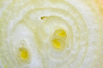 Image showing Onion macro