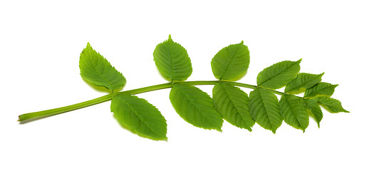 Image showing Spring rowan leaves