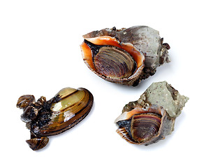 Image showing Two veined rapa whelk and anodonta (river mussel)