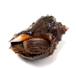 Image showing Veined rapa whelk