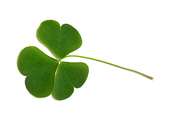 Image showing Green clover leaf