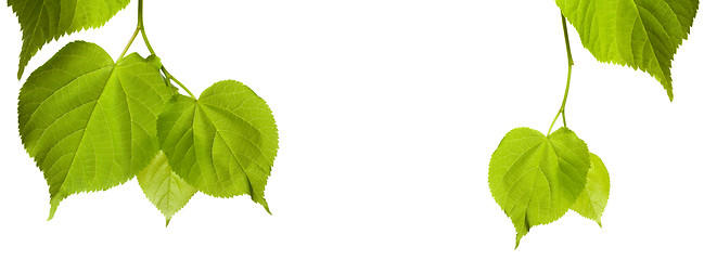 Image showing Green tilia leaves with copy space