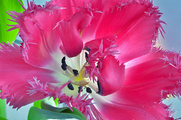 Image showing Tulip flower macro